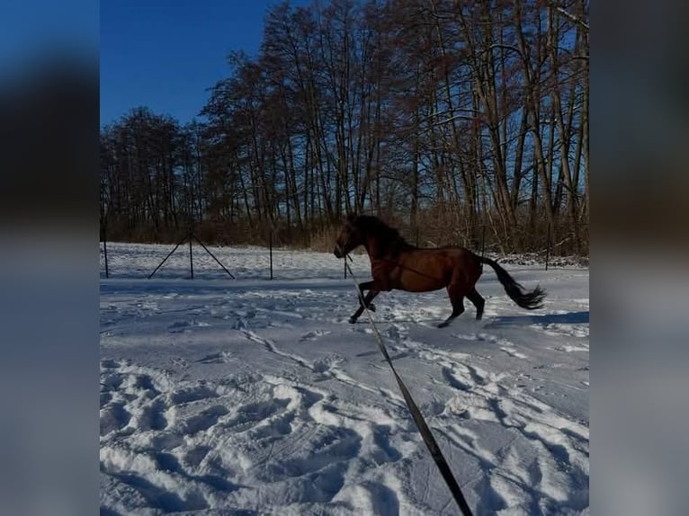 PRE Hengst 4 Jahre 156 cm Brauner in Prague