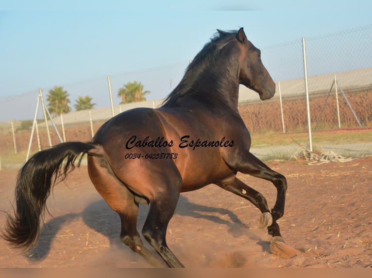 PRE Hengst 4 Jahre 156 cm Dunkelbrauner in Vejer de la Frontera