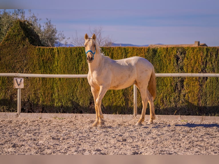 PRE Mix Hengst 4 Jahre 156 cm Palomino in Rafelguaraf
