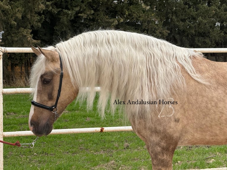 PRE Mix Hengst 4 Jahre 156 cm Palomino in Sevilla