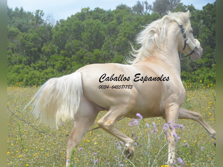 PRE Hengst 4 Jahre 156 cm Palomino in Vejer de la Frontera