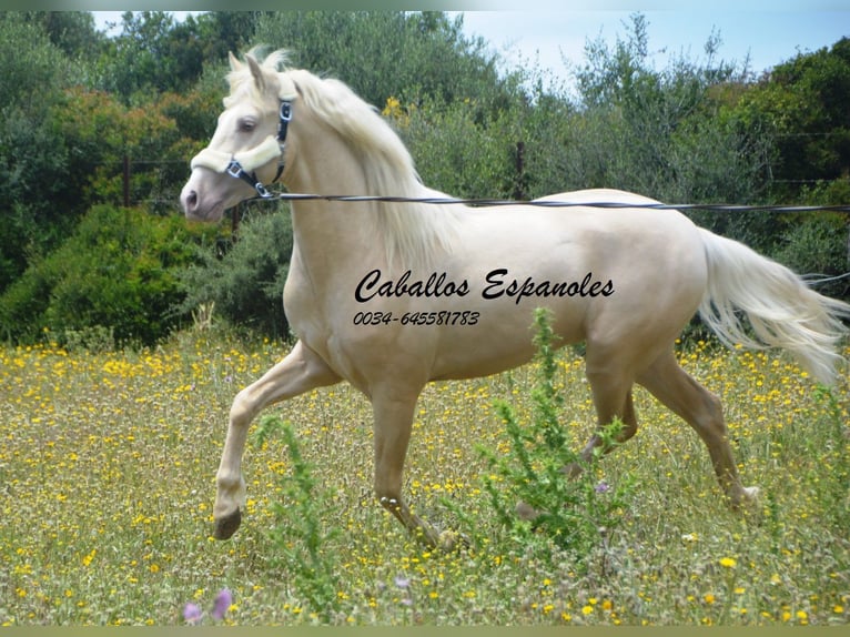 PRE Hengst 4 Jahre 156 cm Palomino in Vejer de la Frontera
