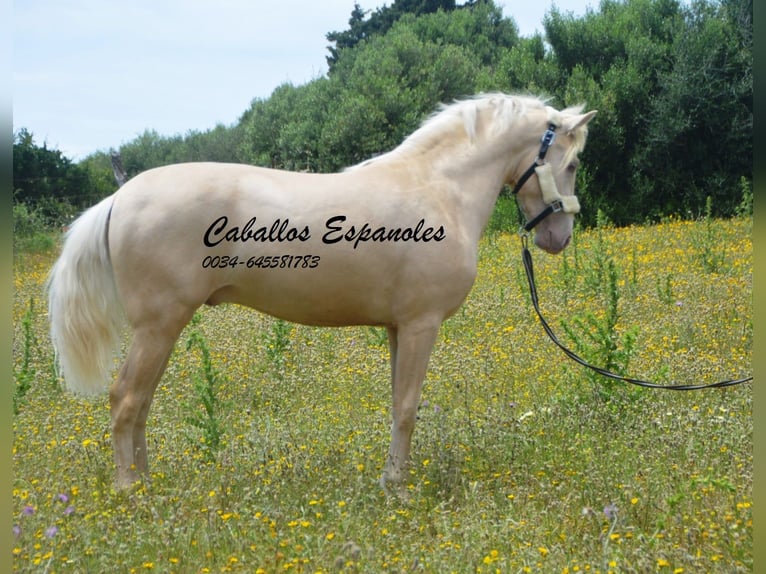 PRE Hengst 4 Jahre 156 cm Palomino in Vejer de la Frontera