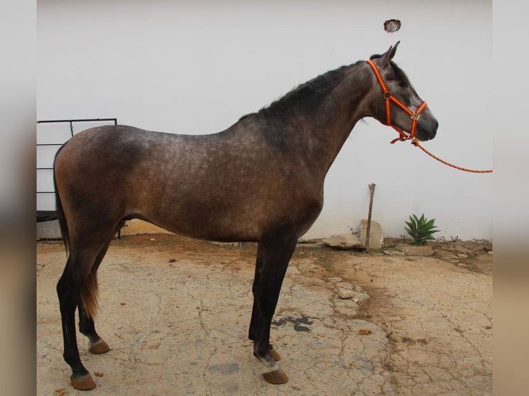 PRE Hengst 4 Jahre 156 cm Schimmel in Vejer de la Frontera
