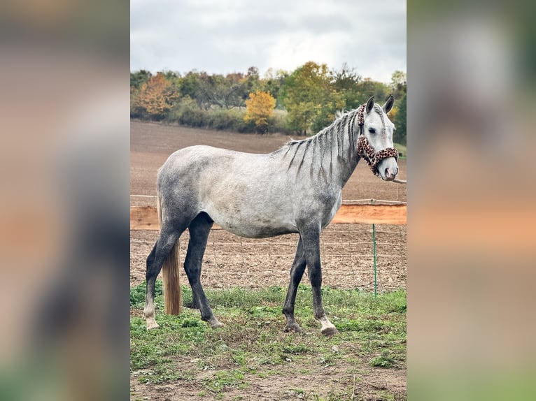 PRE Mix Hengst 4 Jahre 157 cm Blauschimmel in Wegeleben