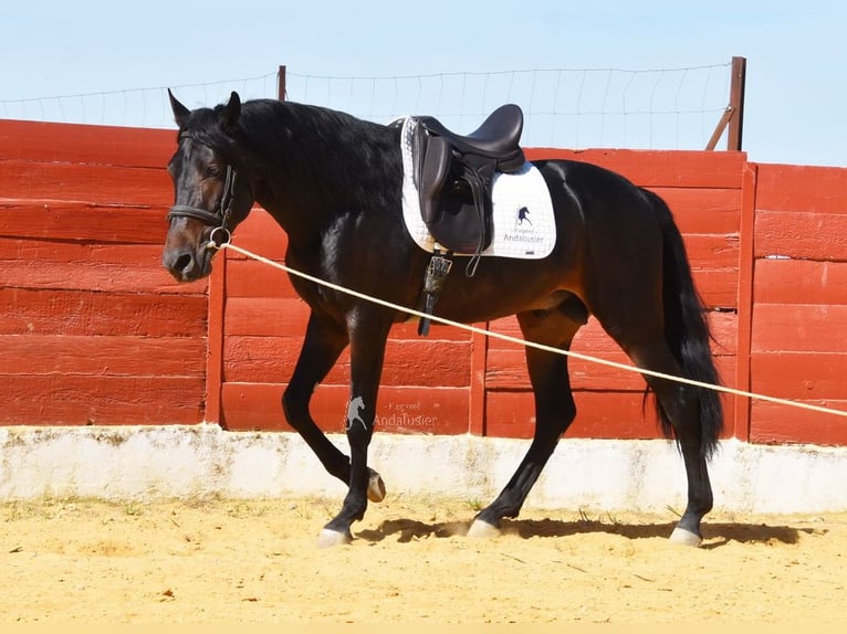 PRE Hengst 4 Jahre 157 cm Dunkelbrauner in Provinz Malaga