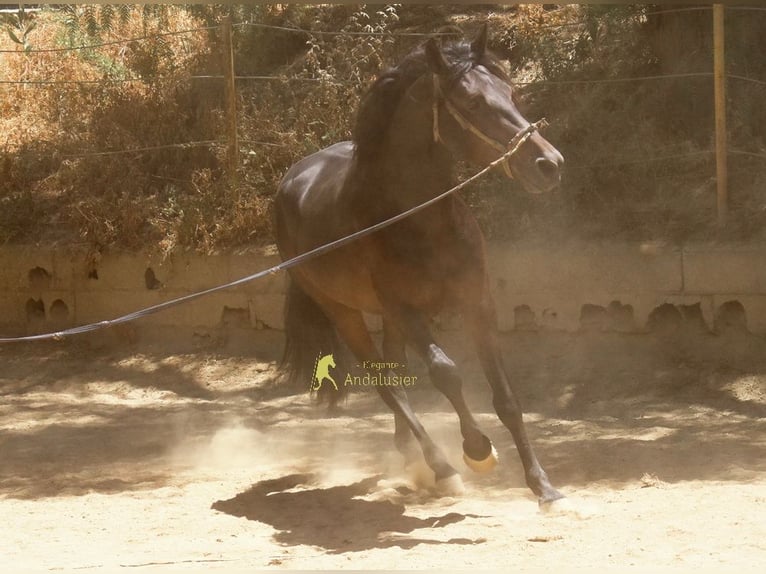 PRE Hengst 4 Jahre 157 cm Dunkelbrauner in Provinz Malaga