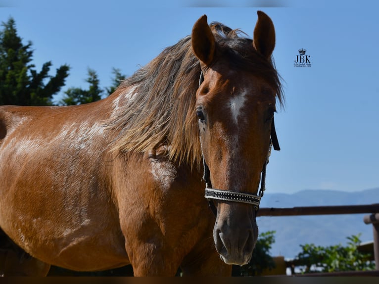 PRE Hengst 4 Jahre 157 cm Rotschimmel in Tabernas Almeria