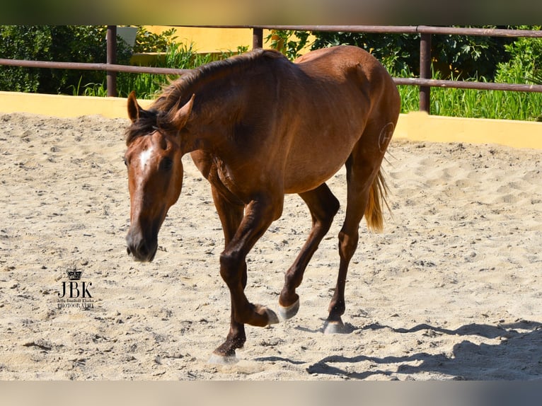 PRE Hengst 4 Jahre 157 cm Rotschimmel in Tabernas Almeria