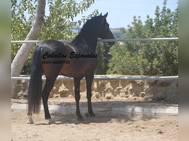 PRE Mix Hengst 4 Jahre 157 cm Schwarzbrauner in Vejer de la Frontera