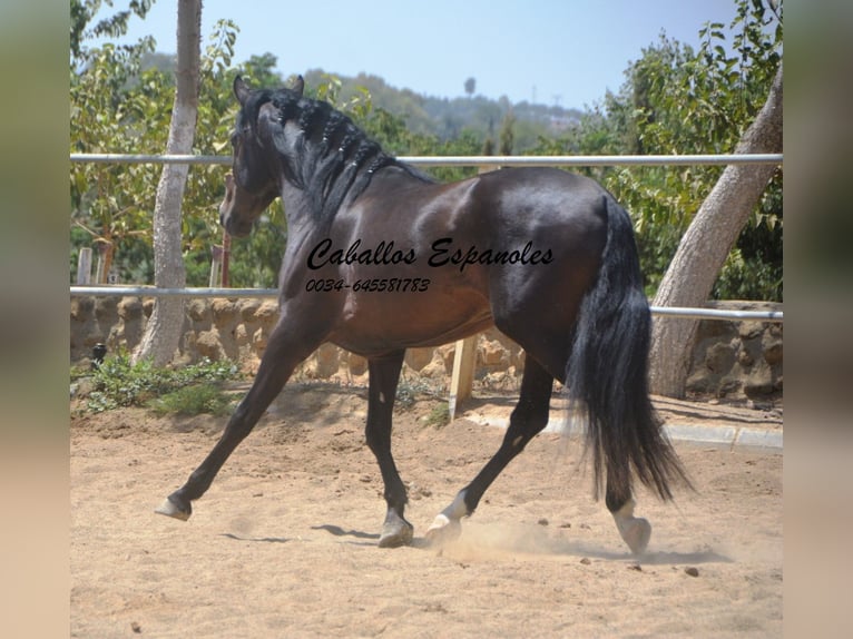 PRE Mix Hengst 4 Jahre 157 cm Schwarzbrauner in Vejer de la Frontera