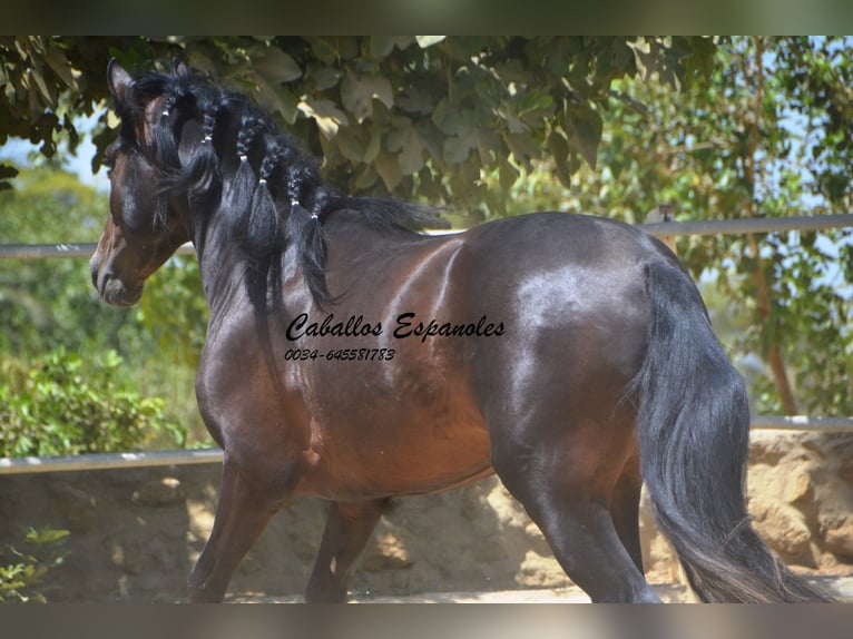 PRE Mix Hengst 4 Jahre 157 cm Schwarzbrauner in Vejer de la Frontera