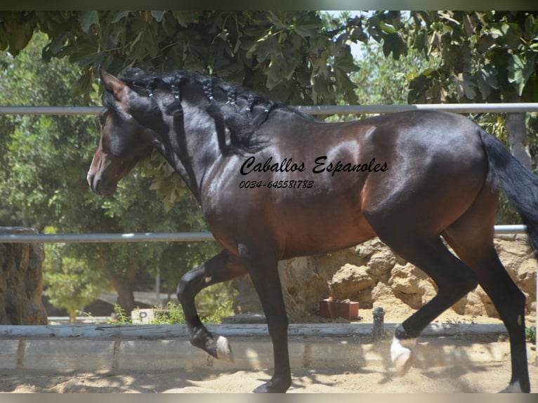 PRE Mix Hengst 4 Jahre 157 cm Schwarzbrauner in Vejer de la Frontera