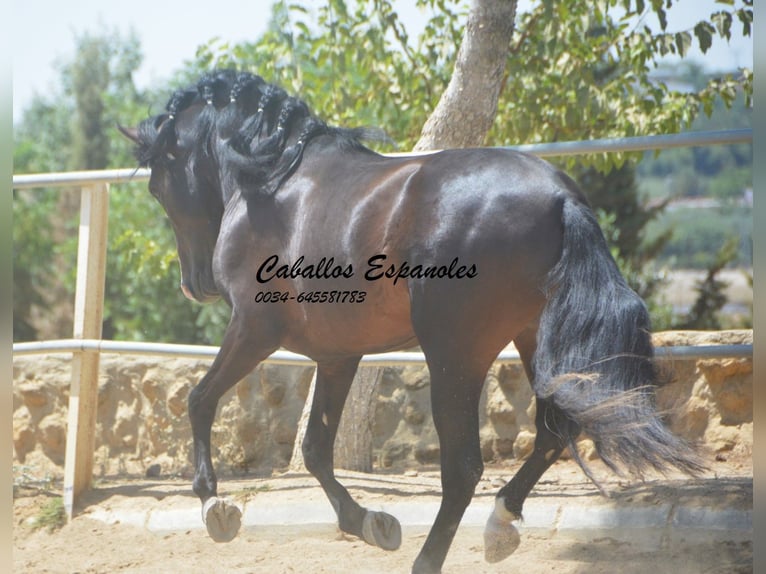 PRE Mix Hengst 4 Jahre 157 cm Schwarzbrauner in Vejer de la Frontera