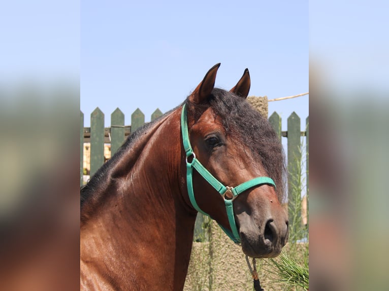PRE Hengst 4 Jahre 158 cm Brauner in Vejer de la Frontera