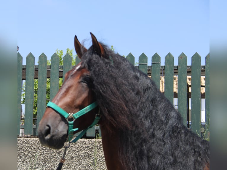 PRE Hengst 4 Jahre 158 cm Brauner in Vejer de la Frontera