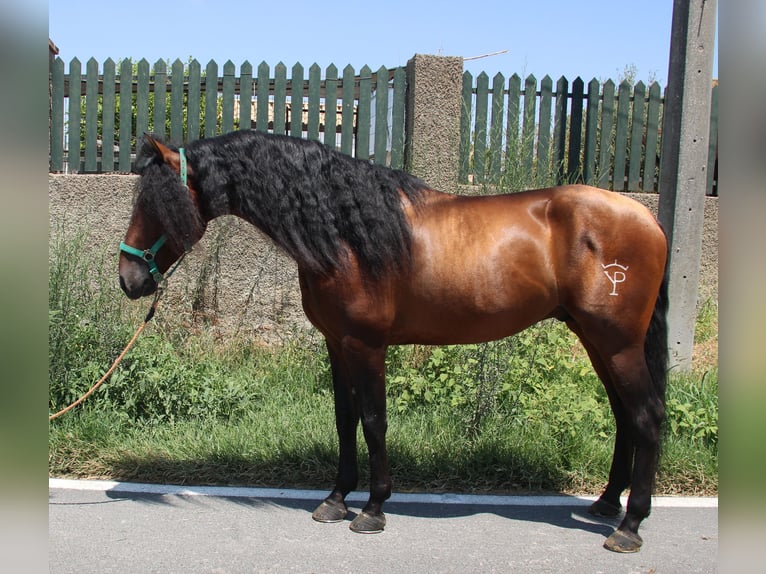 PRE Hengst 4 Jahre 158 cm Brauner in Vejer de la Frontera