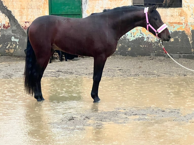 PRE Mix Hengst 4 Jahre 158 cm Brauner in Tabernas