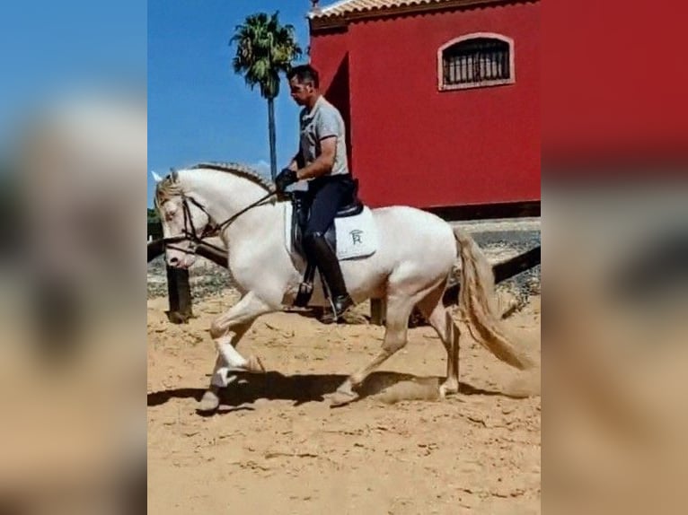 PRE Hengst 4 Jahre 158 cm Cremello in Sevilla