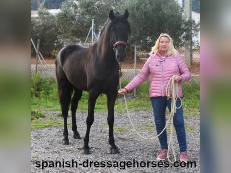 PRE Mix Hengst 4 Jahre 158 cm in Barcelona