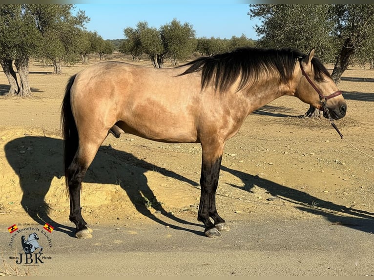 PRE Hengst 4 Jahre 158 cm Falbe in Tabernas
