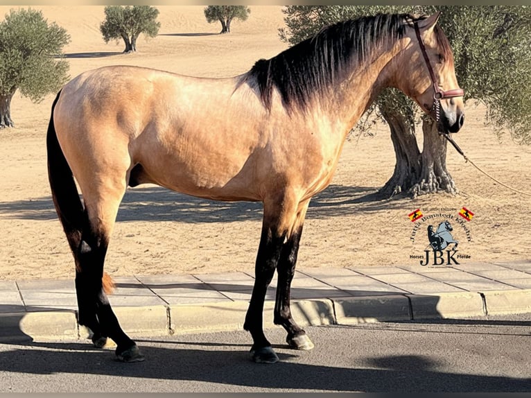 PRE Hengst 4 Jahre 158 cm Falbe in Tabernas