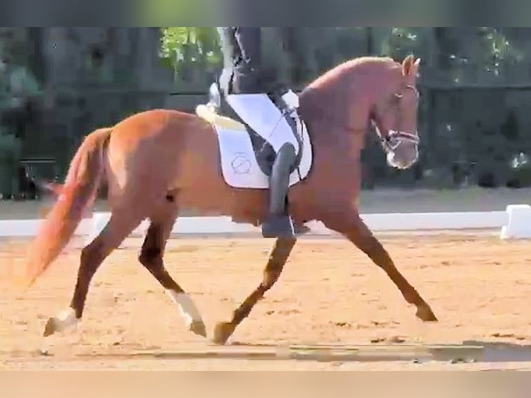 PRE Mix Hengst 4 Jahre 158 cm Fuchs in Sanlucar De Barrameda