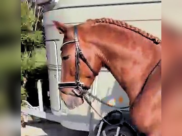 PRE Mix Hengst 4 Jahre 158 cm Fuchs in Sanlucar De Barrameda