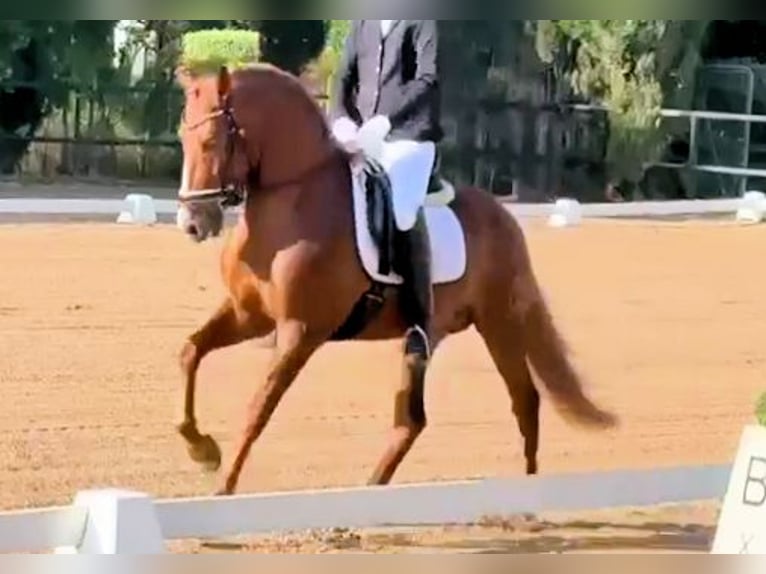 PRE Mix Hengst 4 Jahre 158 cm Fuchs in Sanlucar De Barrameda