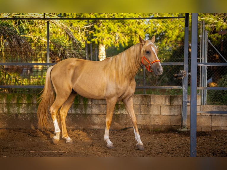 PRE Hengst 4 Jahre 158 cm Palomino in Valencia