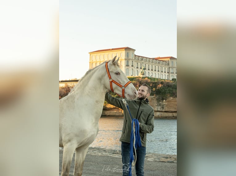 PRE Mix Hengst 4 Jahre 158 cm Perlino in Cornillon-Confoux