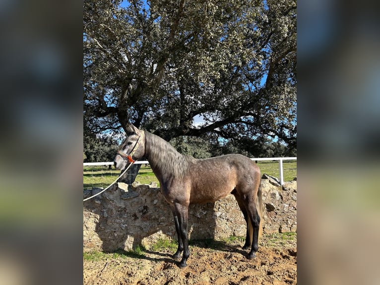PRE Mix Hengst 4 Jahre 158 cm Schimmel in Villanueva De Córdoba