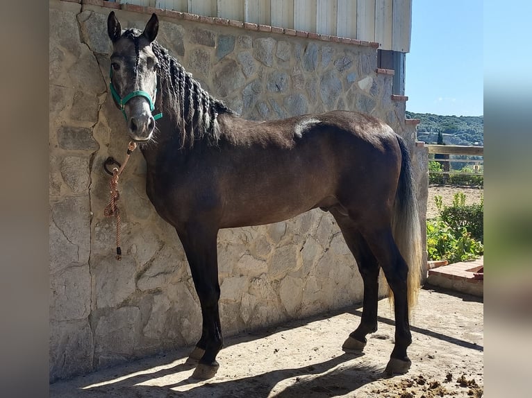 PRE Mix Hengst 4 Jahre 158 cm Schimmel in Vejer de la Frontera