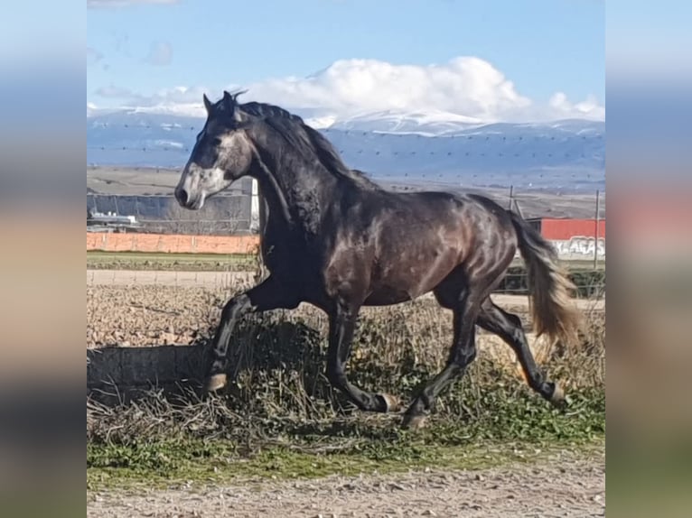 PRE Mix Hengst 4 Jahre 158 cm Schimmel in Vejer de la Frontera