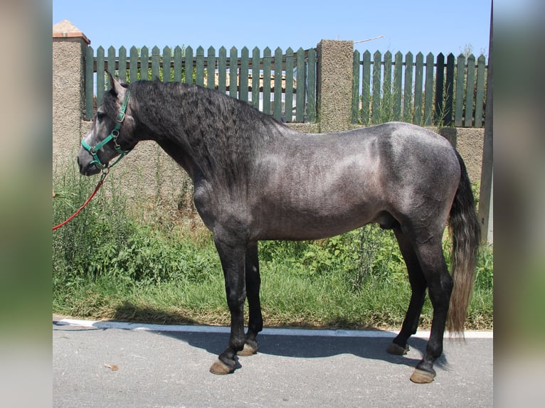 PRE Hengst 4 Jahre 158 cm Schimmel in Vejer de la Frontera