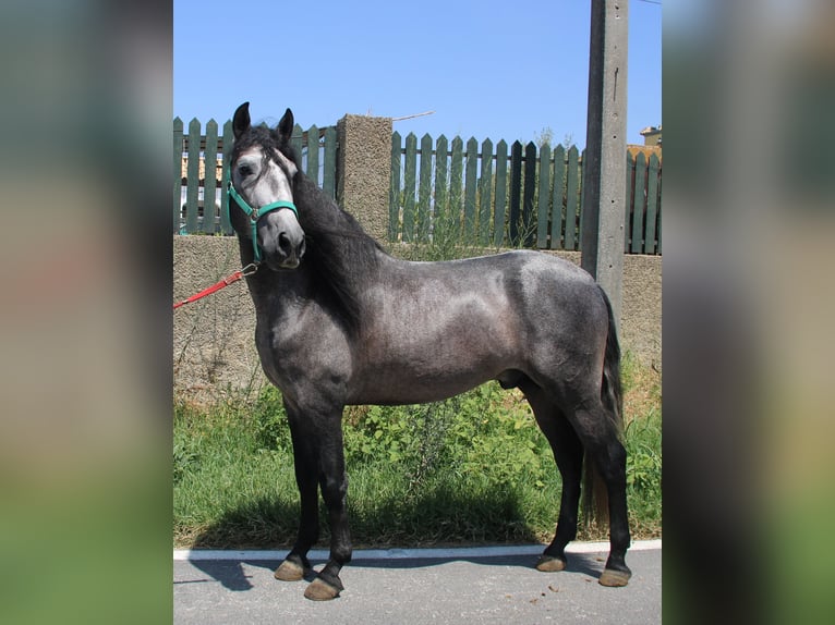 PRE Hengst 4 Jahre 158 cm Schimmel in Vejer de la Frontera