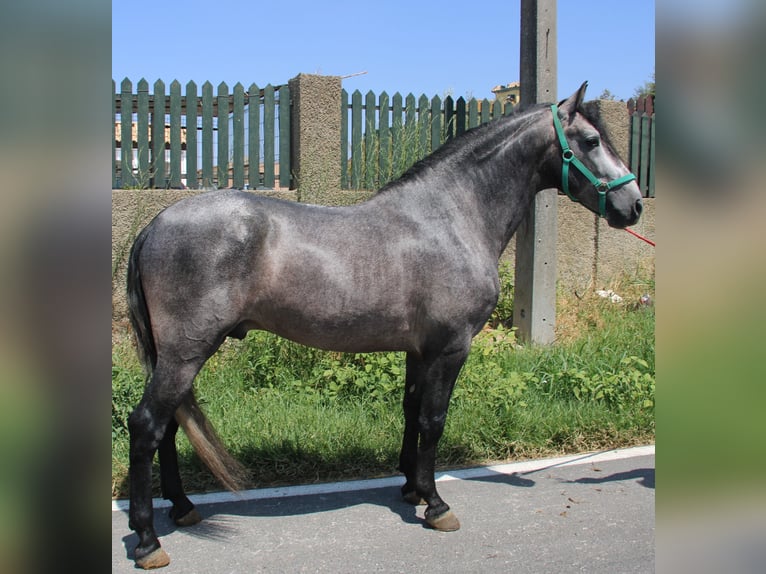 PRE Hengst 4 Jahre 158 cm Schimmel in Vejer de la Frontera