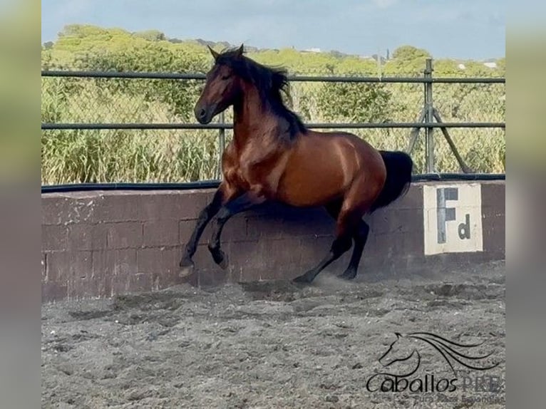 PRE Hengst 4 Jahre 159 cm Brauner in Barcelona