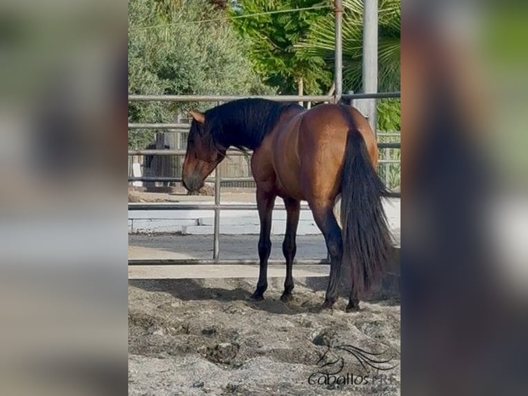 PRE Hengst 4 Jahre 159 cm Brauner in Barcelona