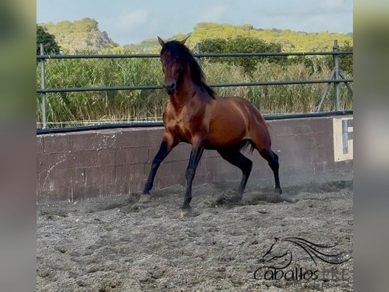 PRE Hengst 4 Jahre 159 cm Brauner in Barcelona