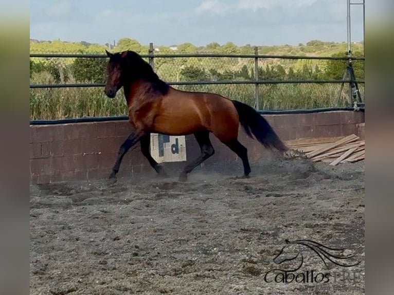 PRE Hengst 4 Jahre 159 cm Brauner in Barcelona