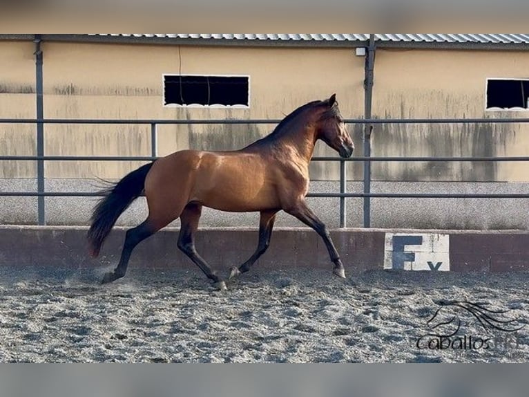 PRE Hengst 4 Jahre 159 cm Brauner in Barcelona