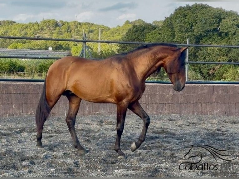 PRE Hengst 4 Jahre 159 cm Brauner in Barcelona