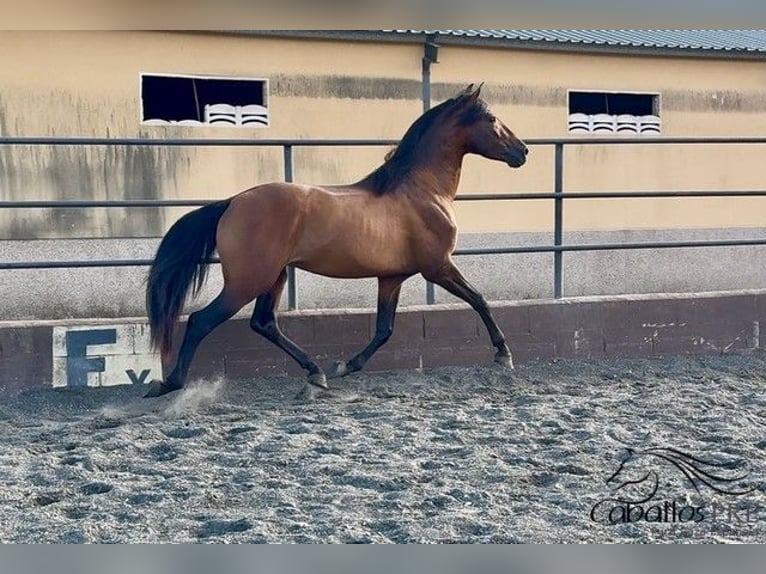 PRE Hengst 4 Jahre 159 cm Brauner in Barcelona