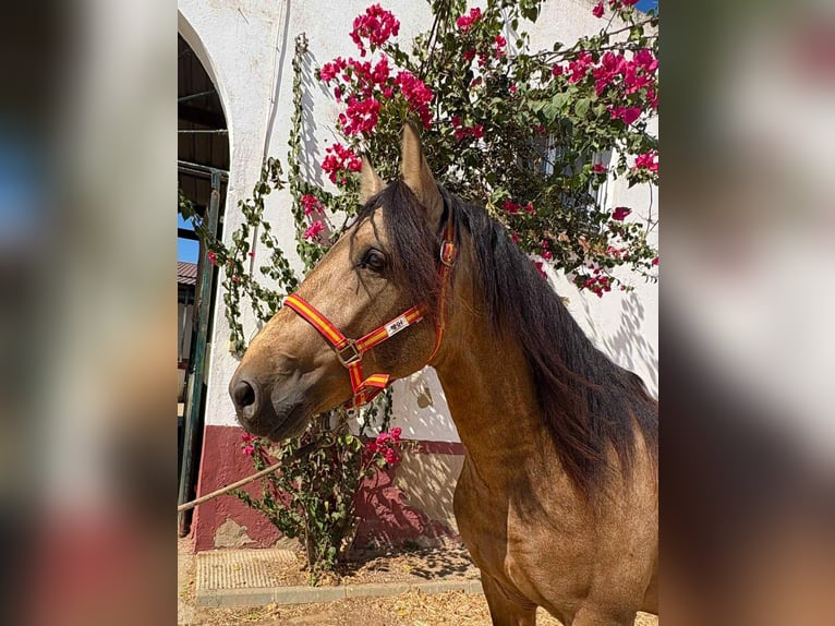 PRE Mix Hengst 4 Jahre 159 cm Falbe in Galaroza (Huelva)