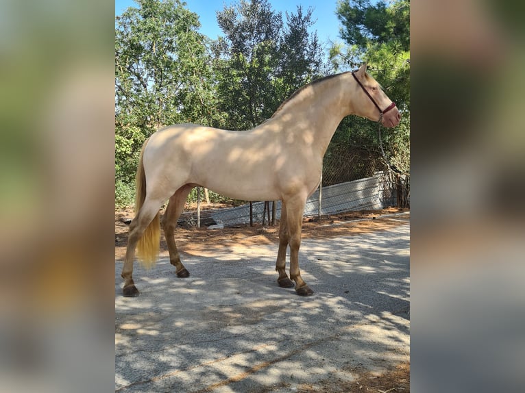 PRE Hengst 4 Jahre 159 cm Perlino in Arcos de la Frontera