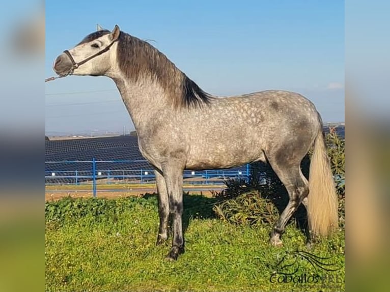 PRE Hengst 4 Jahre 159 cm Schimmel in Badajoz