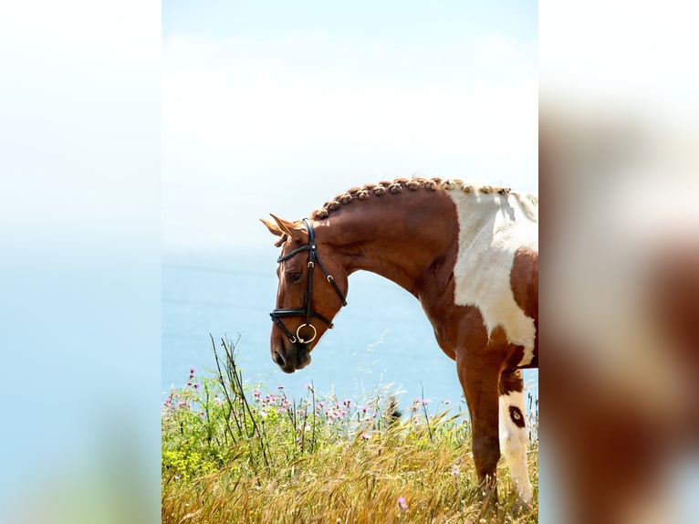 PRE Mix Hengst 4 Jahre 159 cm Tobiano-alle-Farben in Malaga