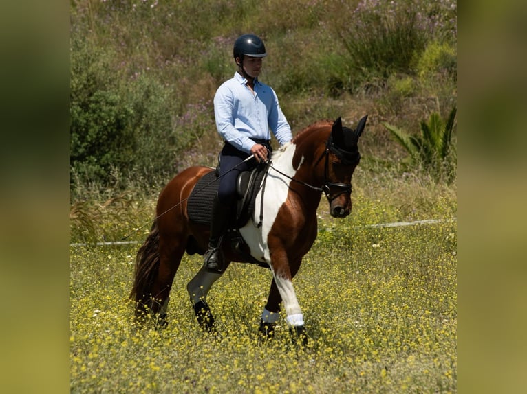 PRE Mix Hengst 4 Jahre 159 cm Tobiano-alle-Farben in Malaga