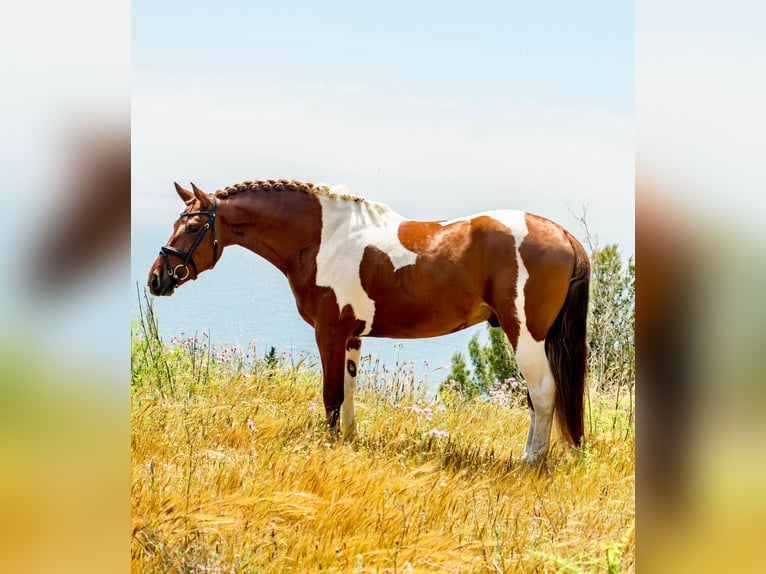 PRE Mix Hengst 4 Jahre 159 cm Tobiano-alle-Farben in Malaga